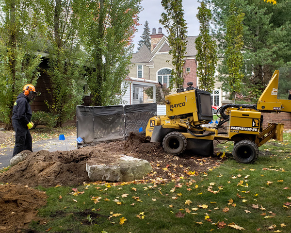 tree stump removal services in Rochester