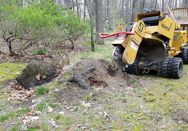 Tree Stump Removal services in Clarkston