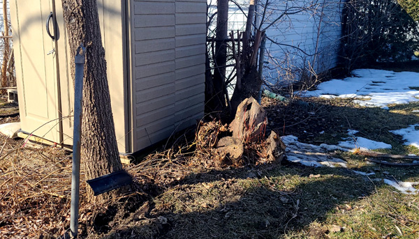 Tree stump removal services in Davisburg