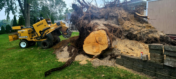 tree stump removal services in Holly