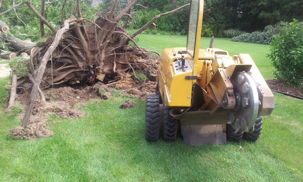 Tree stump removal services in Oxford
