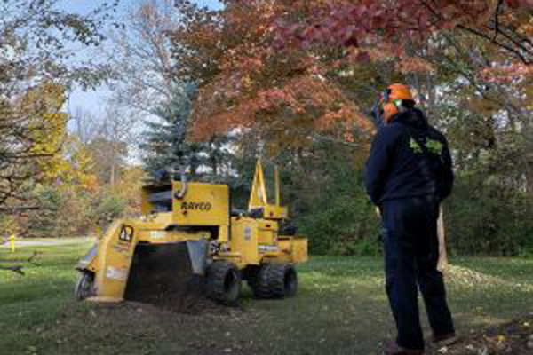 tree stump removal services in rochester hills