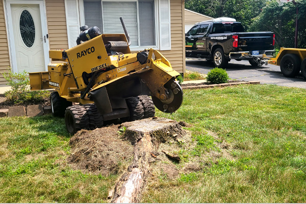Tree Stump Removal Services in Commerce