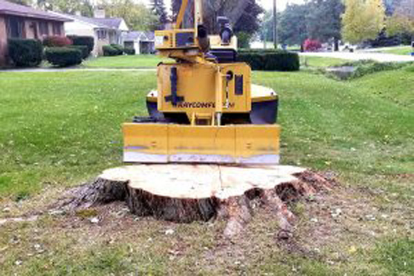 tree stump removal services in milford