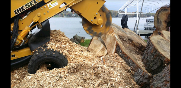 tree stump removal services in sylvan lake