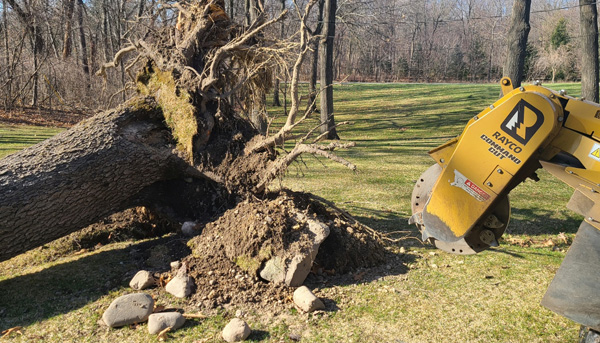 tree stump removal services in Waterford Township