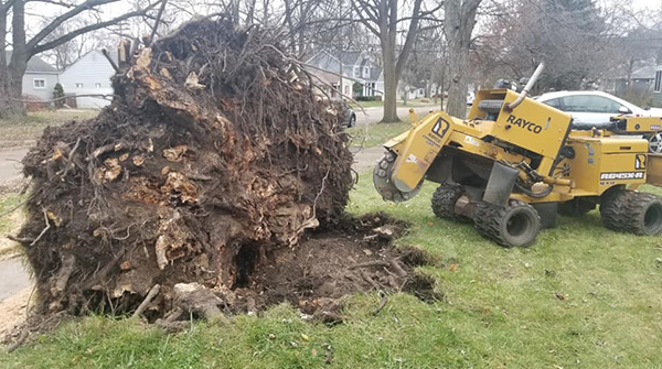 tree stump removal services in west bloomfield