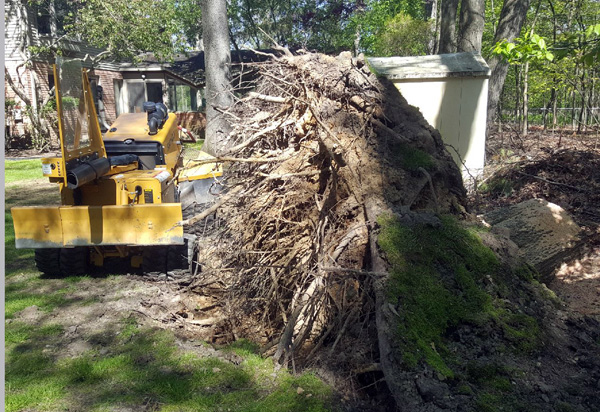 tree stump removal services in white lake