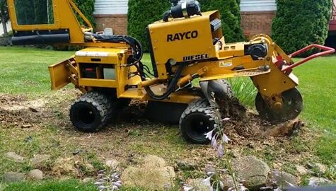 Tree Stump Removal Services in Ortonville